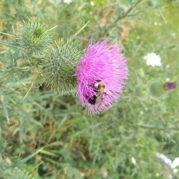 Meet your Posher, Clara - Picture 1 of 1